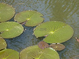 百合港口,蓮花,葉子