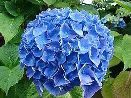 繡球花,花,藍色