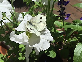 昆蟲,花,自然