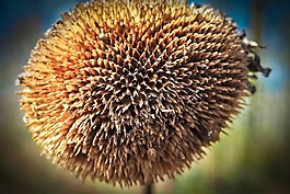 太陽(yáng)花,廠,性質(zhì)
