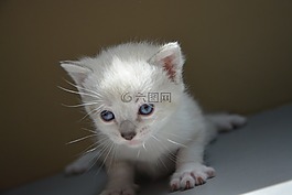 小貓,貓,眼睛
