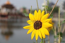 自然,植物區(qū)系,花