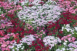 花,植物區(qū)系,花園