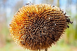 太陽(yáng)花,廠(chǎng),性質(zhì)