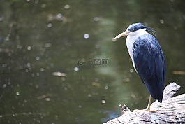 鳥,水,動(dòng)物園