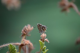 蝴蝶,動物,自然