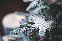 雪,樹,松