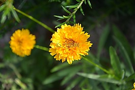 黃色的花,花瓣,花園