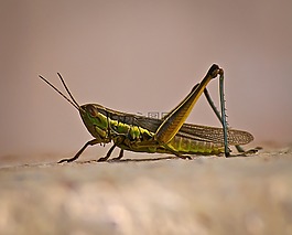 蝗蟲,昆蟲,綠色