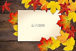 秋季,葉子,豐富多彩