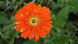 非洲菊,黛西,花