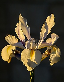 鳶尾花,花,白