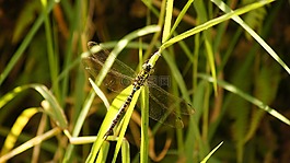 性質(zhì),的,印度