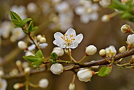 開(kāi)花,春天,梅花
