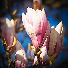 玉蘭,樹,鮮花