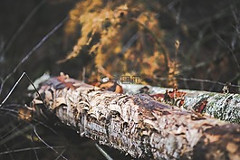 樹,樹干,樹墩