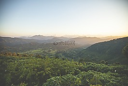 景观,绿色,树