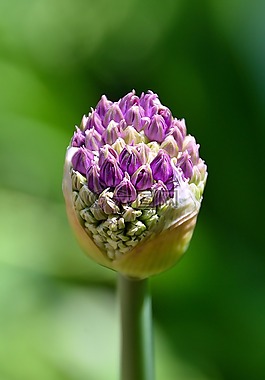 洋蔥,花卉,紫色