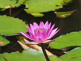 荷花,紫色,小花種