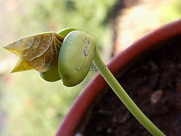 植物,食肉,性質(zhì)