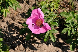 蜜蜂,昆蟲,花