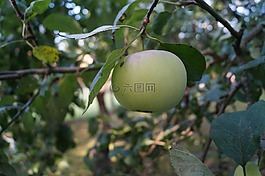 蘋果,水果,弗里施