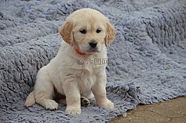 狗,金毛獵犬,小狗