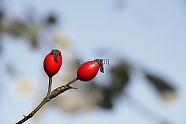 玫瑰果,紅色,科