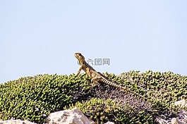 stellagama stellio cypriaca,蜥蜴,流行