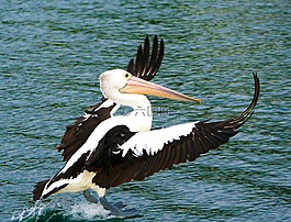 鵜,鳥,自然