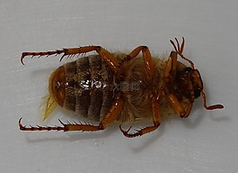 金龜子,甲蟲,底部