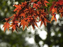 秋季,秋天的樹(shù)葉,樹(shù)葉