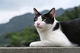 肖像,可愛(ài),動(dòng)物