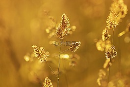 夏季,熱,回憶