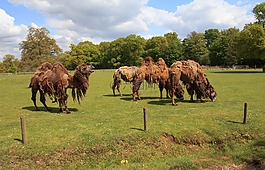 動(dòng)物園公園,動(dòng)物,駱駝