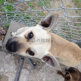 狗,動(dòng)物,可愛