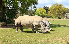 犀牛,動(dòng)物園,動(dòng)物