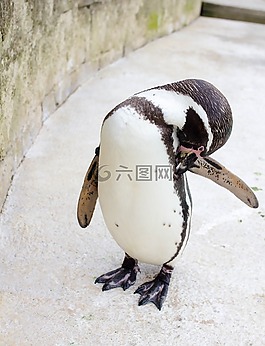 企鵝,動(dòng)物園,公園