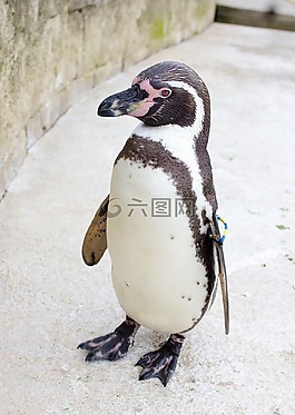 企鵝,動(dòng)物園,公園