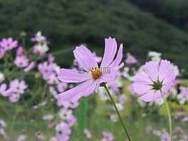 宇宙,秋季,粉红色