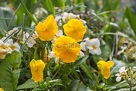 花,戶外,自然