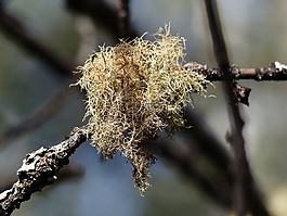 苔,樹,枝杈