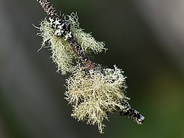 苔,樹,枝杈