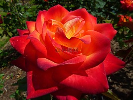 玫瑰,植物區(qū)系,花