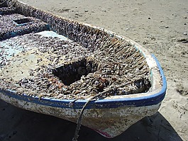 船,甲殼動物,海灘