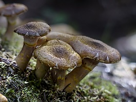 野生,蘑菇,秋