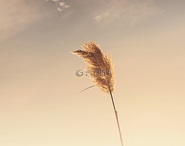 植物,天空,日落