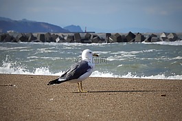 動(dòng)物,海,海灘