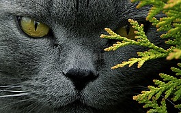 猫,tomcat的,动物