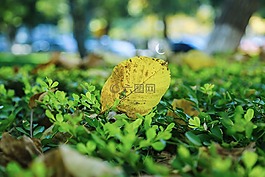校園,秋天,落葉